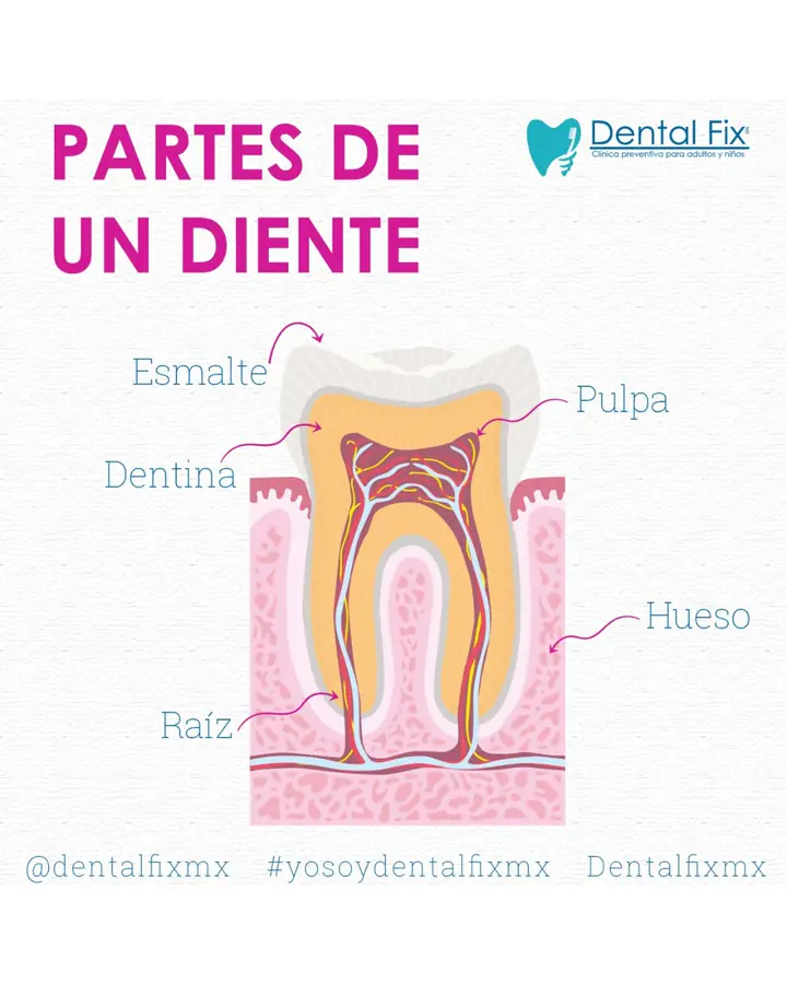 Esquema de las partes de un diente, incluida la pulpa dental